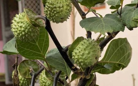 الزراعة: شكلنا فريق امني لمكافحة انتشار نبتة “الداتورا” المخدرة في العراق