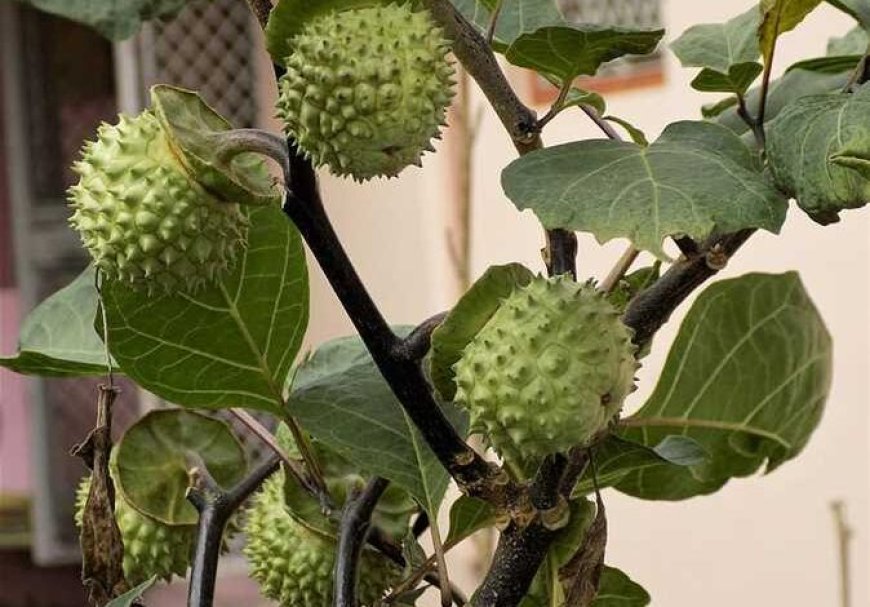 الزراعة: شكلنا فريق امني لمكافحة انتشار نبتة “الداتورا” المخدرة في العراق