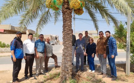 بلدية تلكيف تحصد أكثر من 10 أطنان من تمورها وتتصدر بلديات نينوى في الإنتاج