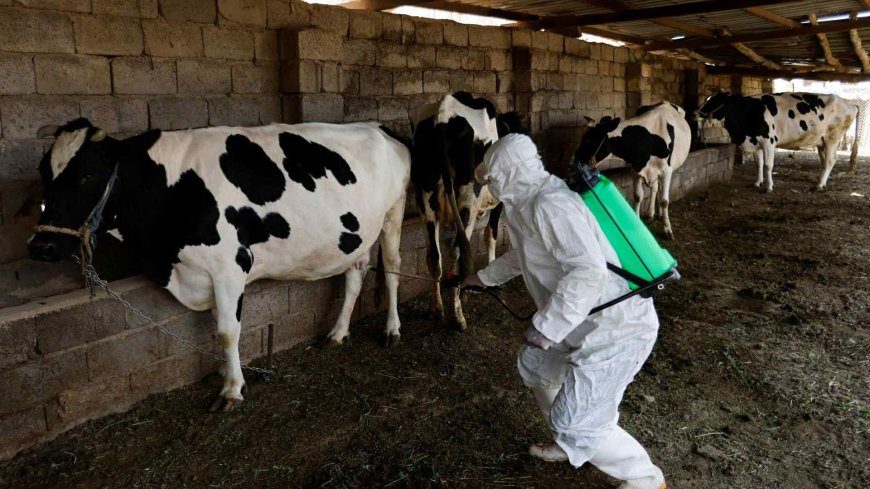 الموصل تسجل إصابة جديدة بالحمى النزفية