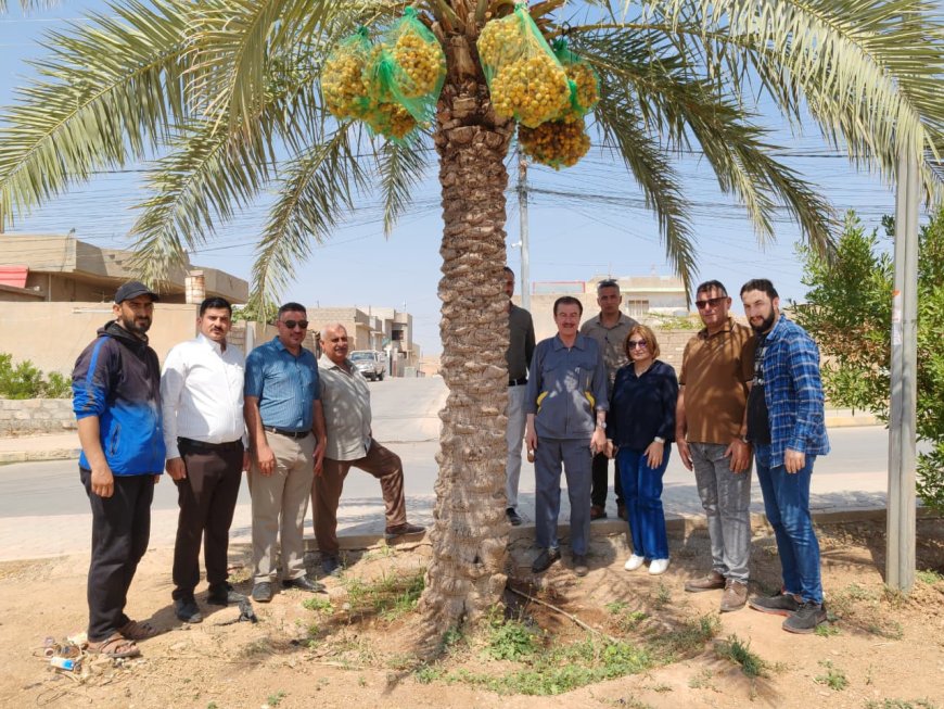 بلدية تلكيف تحصد أكثر من 10 أطنان من تمورها وتتصدر بلديات نينوى في الإنتاج
