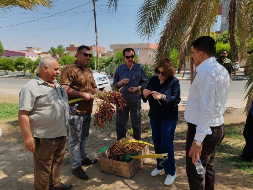 بلدية تلكيف تحصد أكثر من 10 أطنان من تمورها وتتصدر بلديات نينوى في الإنتاج