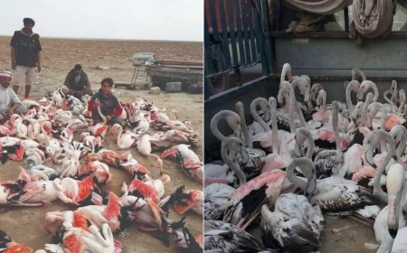 البيئة تؤكد انخفاض مخالفات الصيد الجائر وتراجع عرض الطيور النادرة في الأسواق