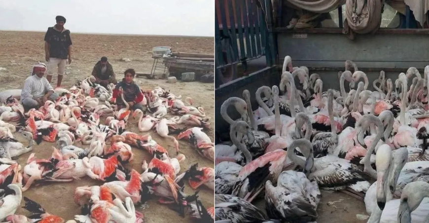 البيئة تؤكد انخفاض مخالفات الصيد الجائر وتراجع عرض الطيور النادرة في الأسواق